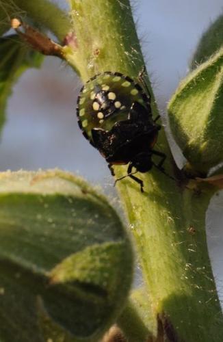 Réf. 78 417 : Nezara viridula