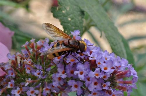 Volucella zonaria