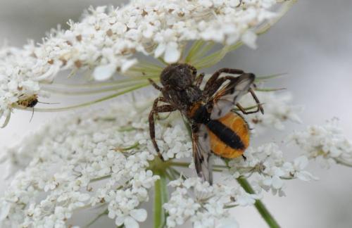 Xysticus sp.