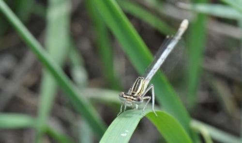 Platycnemis pennipes
