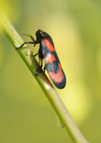 Réf. 78 639 : Cercopis vulnerata