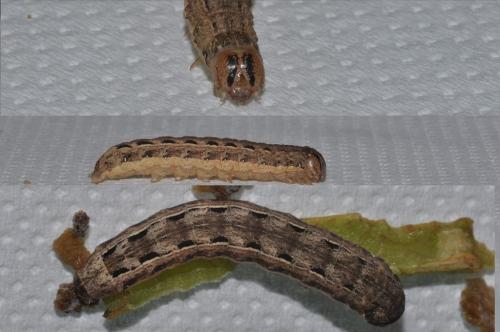 Noctua pronuba
