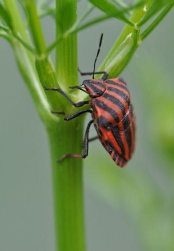 Réf. 78 415 : Graphosoma italicum