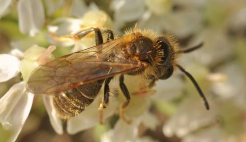 Réf. 78 195 : Andrena (chrysosceles-pallitarsis)