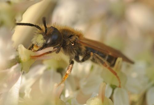 Andrena (chrysosceles-pallitarsis)