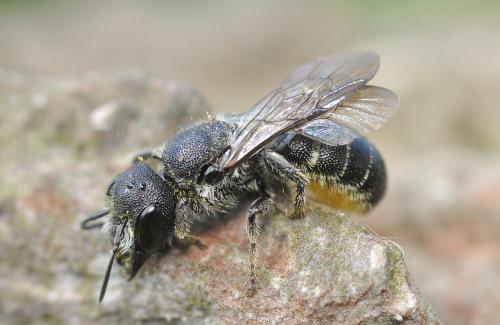 Heriades sp.