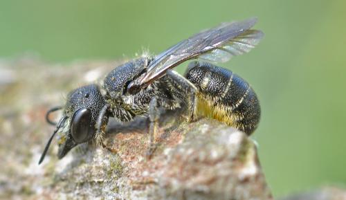 Heriades sp.