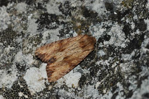 Réf. 78 874 : Apamea sublustris