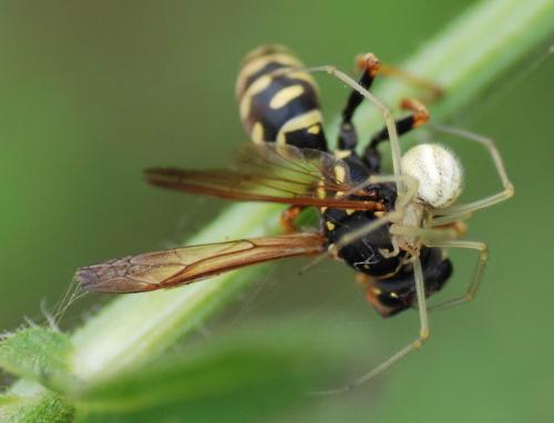 Réf. 78 307 : Enoplognatha sp.