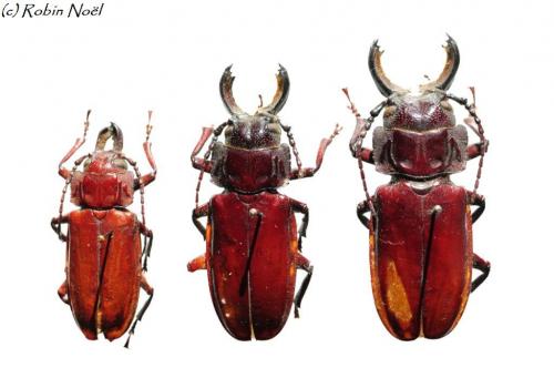 Stenodontes downesii