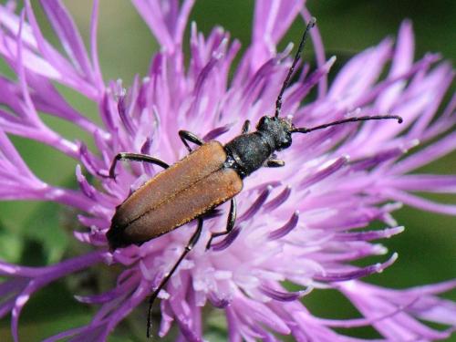 Anastrangalia dubia