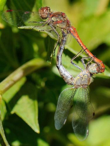 Sympetrum striolatum