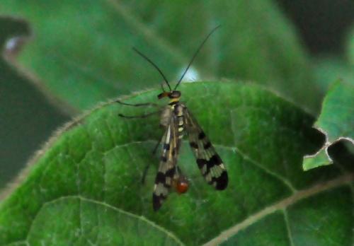 Panorpa sp.