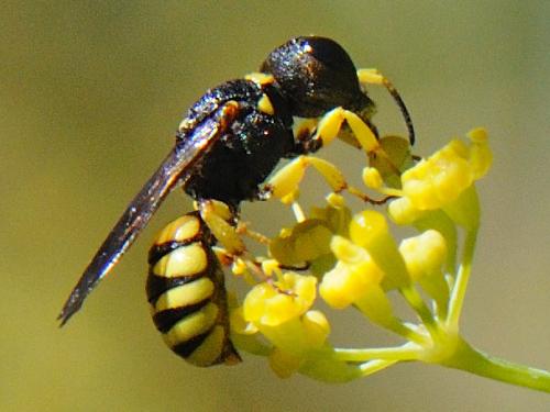 Lestica clypeata