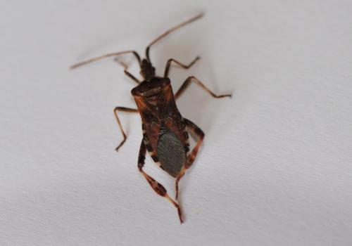 Leptoglossus occidentalis
