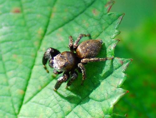 Réf. 78 385 : Evarcha arcuata