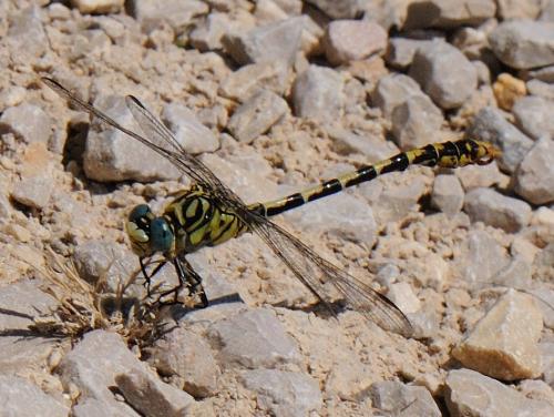 Réf. 78 839 : Onychogomphus forcipatus