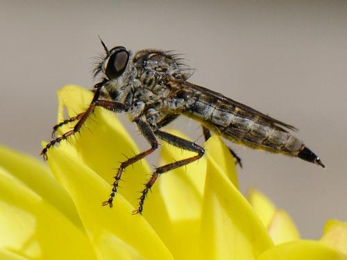 Réf. 78 097 : Tolmerus sp.