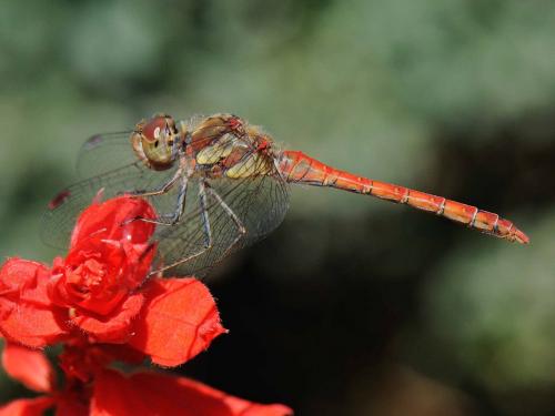 Réf. 78 074 : Sympetrum striolatum