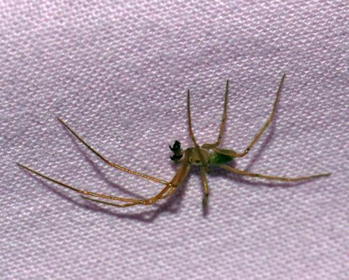 Nesticus cellulanus