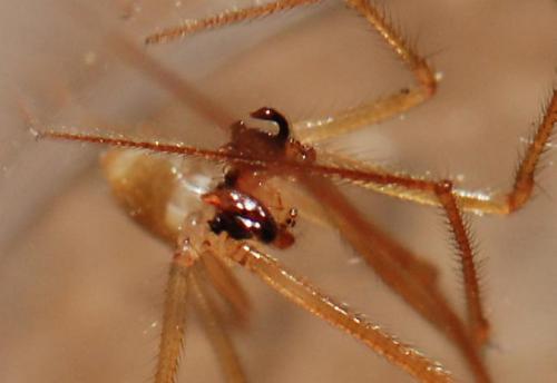 Nesticus cellulanus