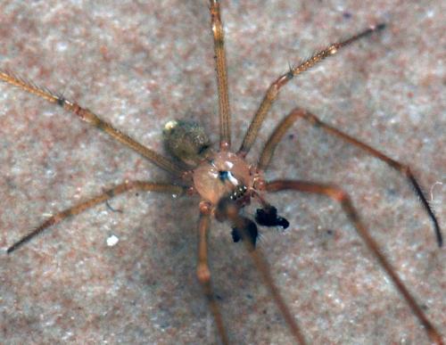 Nesticus cellulanus