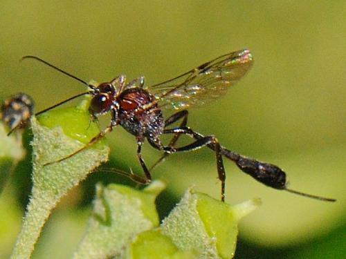 Anomalon cruentatum