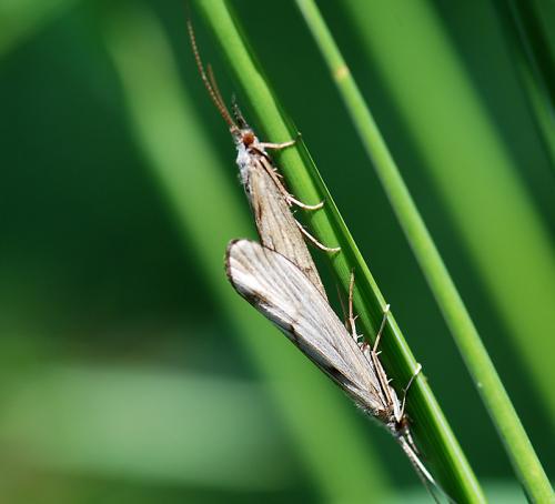 Réf. 78 236 : Odontocerum albicorne
