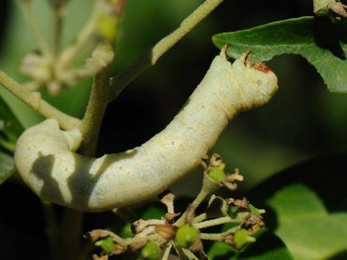 Biston betularia