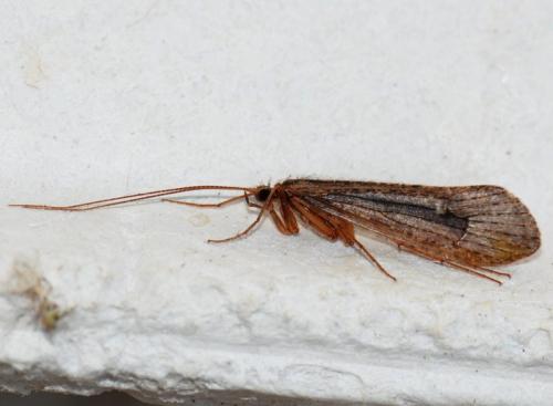 Réf. 78 240 : Mesophylax sp.