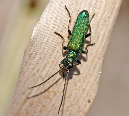 Réf. 78 262 : Anogcodes seladonius