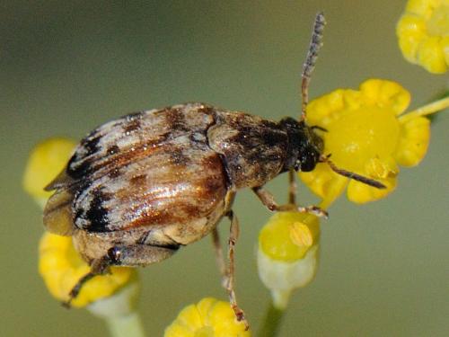 Megabruchidius tonkineus