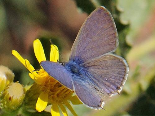 Réf. 78 529 : Leptotes pirithous