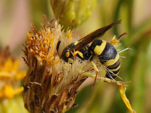 Réf. 78 824 : Eumeninae inconnu