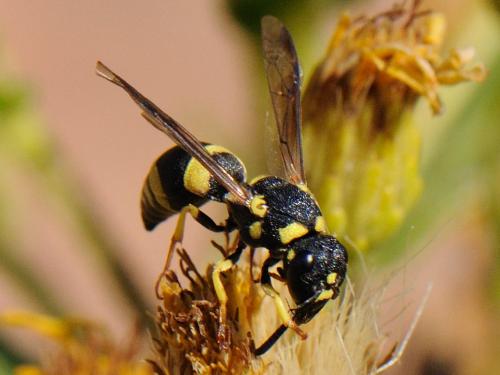 Réf. 78 812 : Eumeninae inconnu