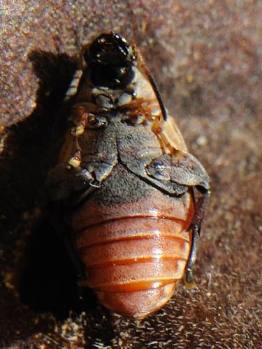 Megabruchidius tonkineus