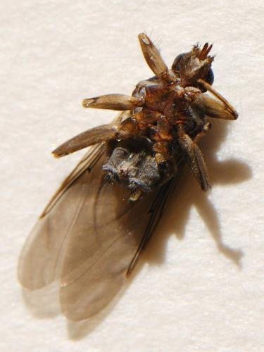 Pseudolynchia sp.