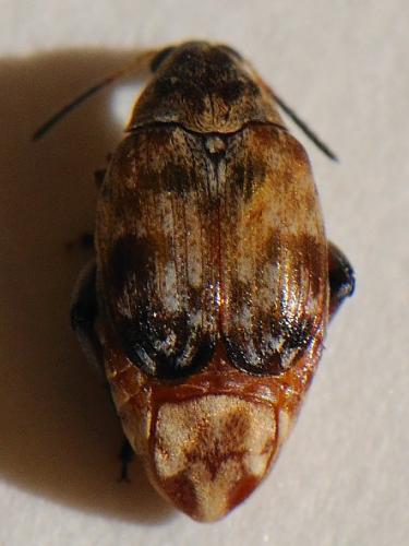 Megabruchidius tonkineus