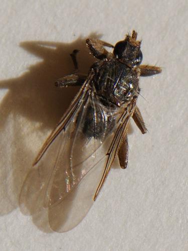 Pseudolynchia sp.