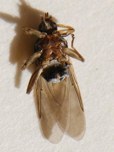 Pseudolynchia sp.