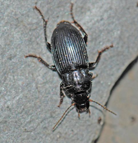 Réf. 78 370 : Harpalus sp.
