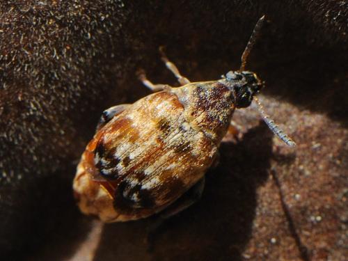 Megabruchidius tonkineus