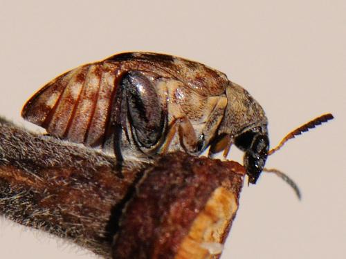 Megabruchidius tonkineus