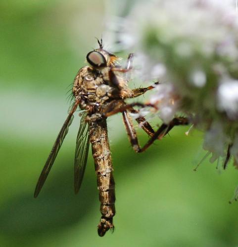 Tolmerus atricapillus