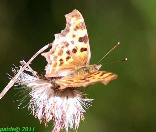 Réf. 78 470 : Polygonia c-album