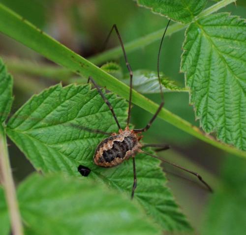 Phalangium opilio