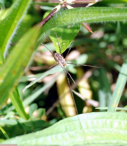 Phalangium opilio