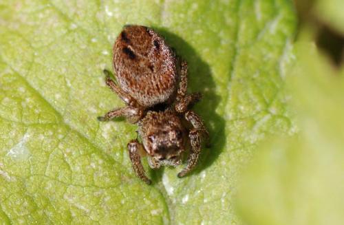 Evarcha arcuata