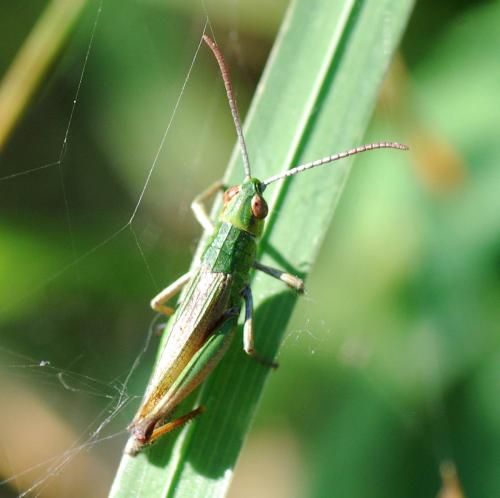 Pseudochorthippus sp.