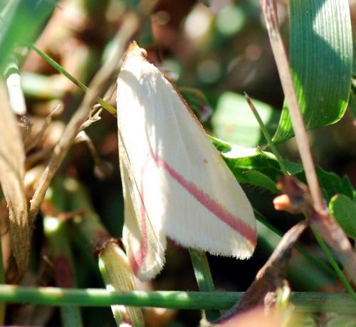 Rhodometra sacraria